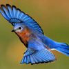 Bluebird Taxi