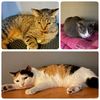 catmomcat_3