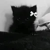 black_oise