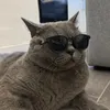 SimBa Dz