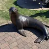 sealboy20250