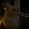 aneek_002