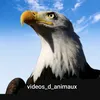 videos_d_animaux