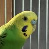 Parakeetgames71