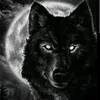 night.wolf350