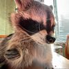 c8zy.cat.l4dyyy