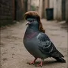 goon.pigeon.centr