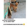 se.busca.perrito8