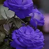 loan.nguyen9392