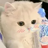 ginanzqh
