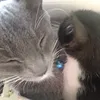amo.a.los.gatos444