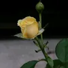 mh.rani33