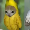 elpla_tanito_loko