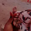 asheqa12__alanad6