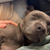 lulu.thestaffy