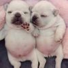 pibble_stealer