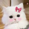 kangsopheap7