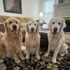 charlie.the.therap4
