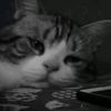 kala_585