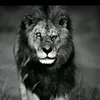 leo.mess240