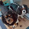 pawsomedogvibes