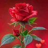 user5856328005909