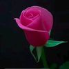 user7009825781813