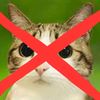 meowlhater