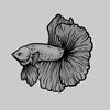 bettas journey🤍