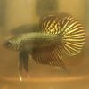 betta.fish.rayong