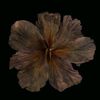 unknown_999157
