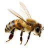 therealqueenbee10