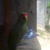 leyser.eli