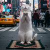 Catty Pray