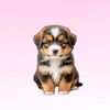 puppyjoyful77