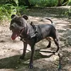 misty.the.blue.staffy