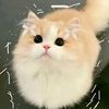 user4504001887603molly