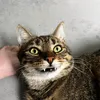 tortellini.pawpuc
