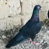 xxddp97