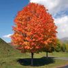 mapletree206
