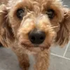 lucy.lu3334