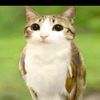 abelar_8