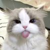 billi.ka.bacha0