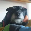doggy_relf