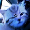 meow18486