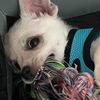 nashthepotato