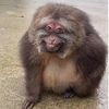 xingxingthemonkey5