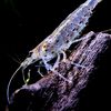 radioactiveshrimpp