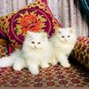 alhamdulilla7781