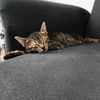 sersem.kedi